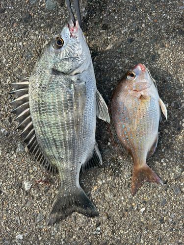 クロダイの釣果