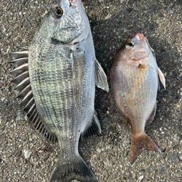 クロダイ