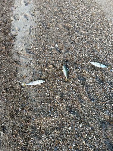 マサバの釣果