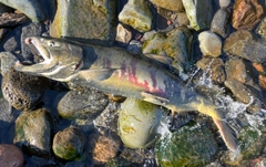 アキアジの釣果