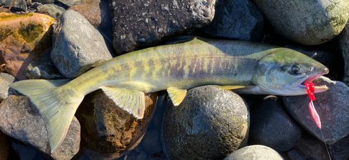 アキアジの釣果
