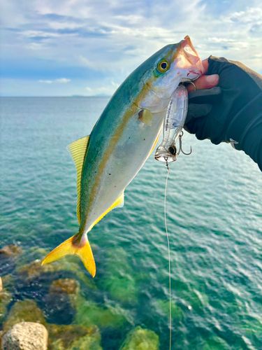 ヤズの釣果