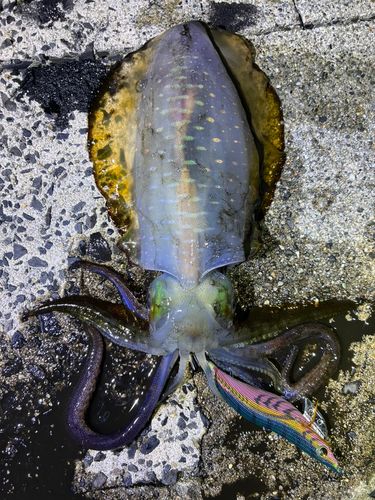 アオリイカの釣果
