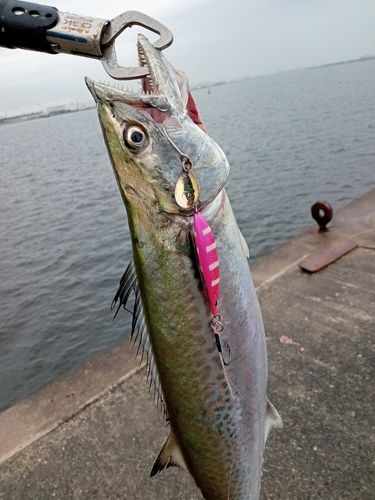 大阪湾