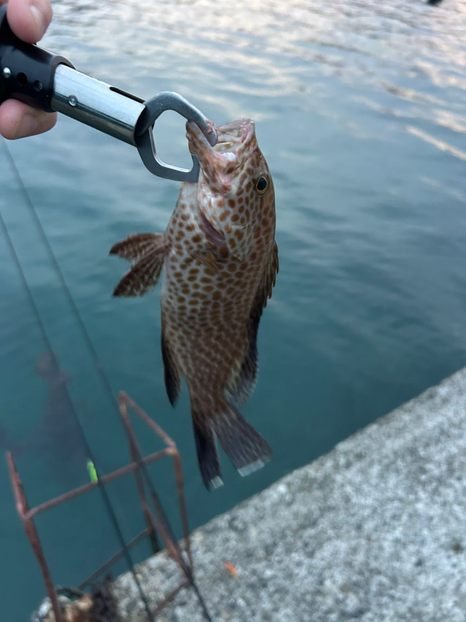オオモンハタ