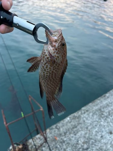 オオモンハタの釣果