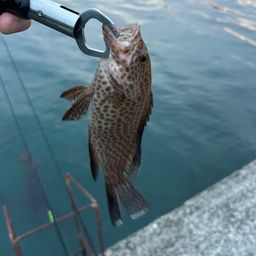 オオモンハタ