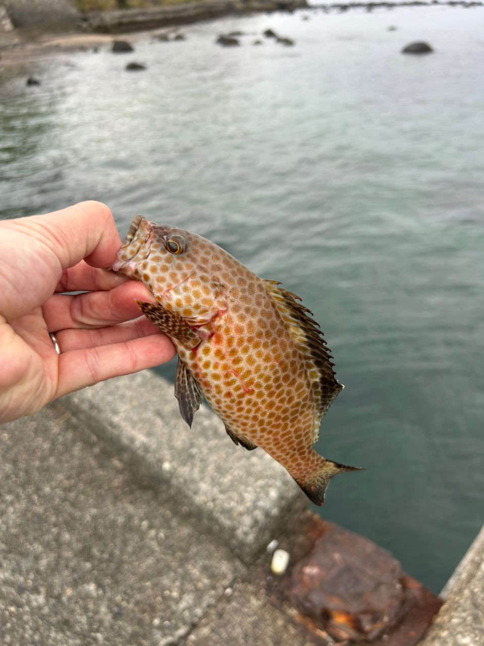 オオモンハタ