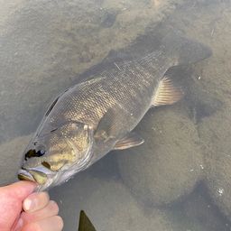 スモールマウスバス