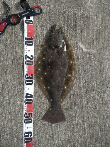 ヒラメの釣果