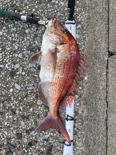 マダイの釣果