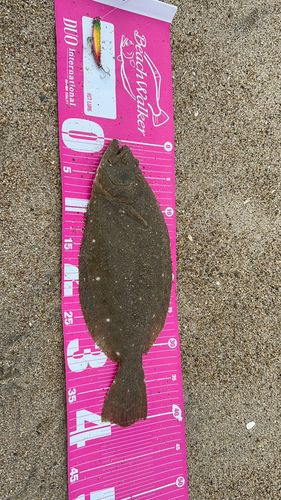 ヒラメの釣果