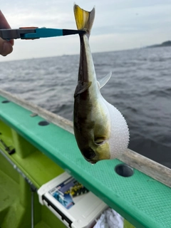 ドクサバフグの釣果