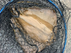 アカエイの釣果