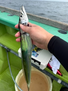 タチウオの釣果