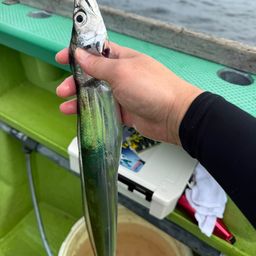 タチウオ