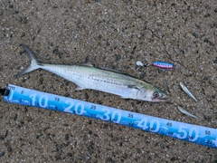サゴシの釣果