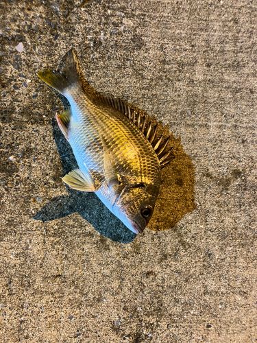 キビレの釣果