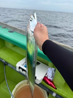タチウオの釣果