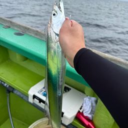 タチウオ