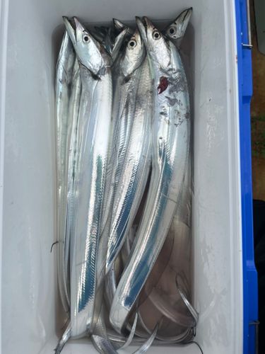 タチウオの釣果