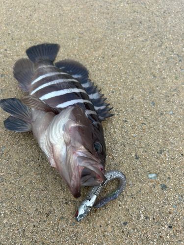 マハタの釣果