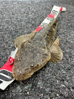 マゴチの釣果