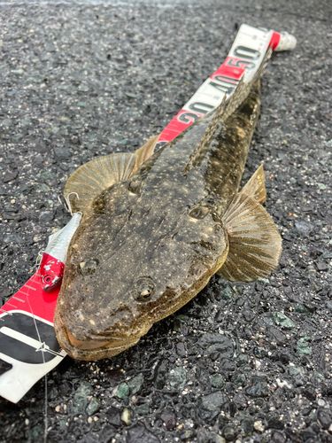 マゴチの釣果