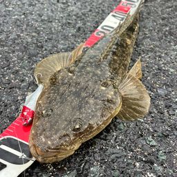 マゴチ