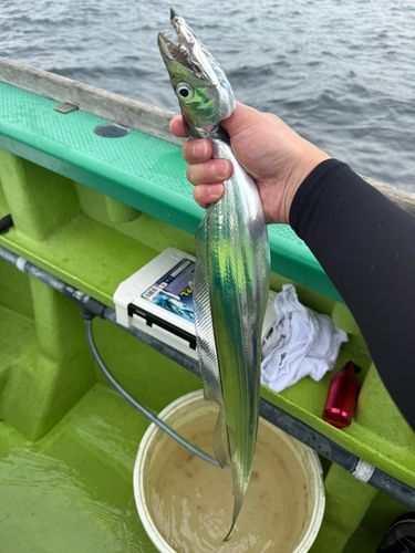 タチウオの釣果