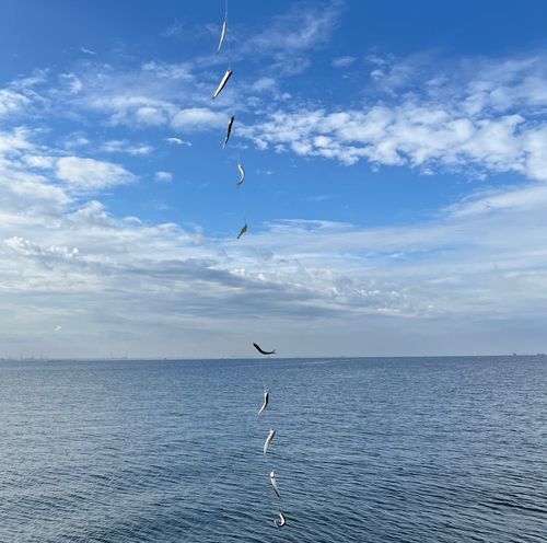 カタクチイワシの釣果