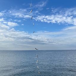 カタクチイワシ