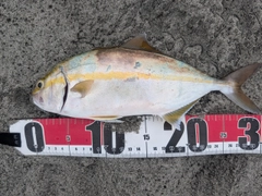 ショゴの釣果