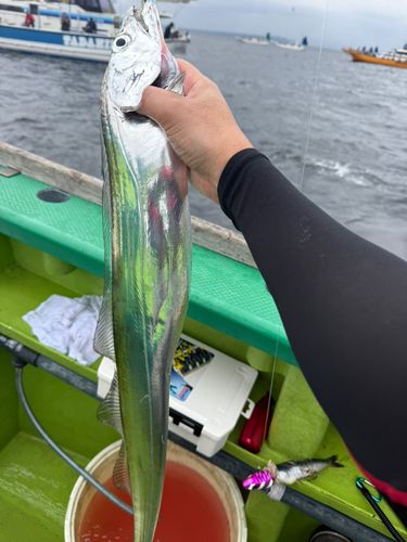 タチウオの釣果