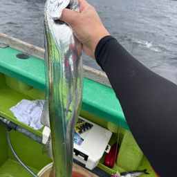 タチウオ