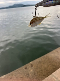 イトヒキヒイラギの釣果