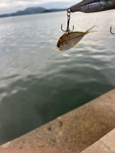 イトヒキヒイラギの釣果