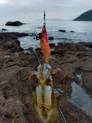 アオリイカの釣果