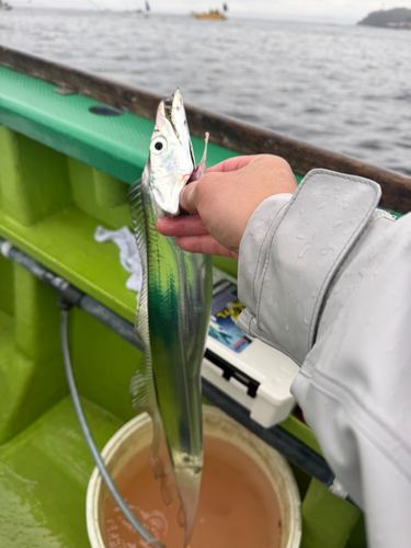 タチウオの釣果