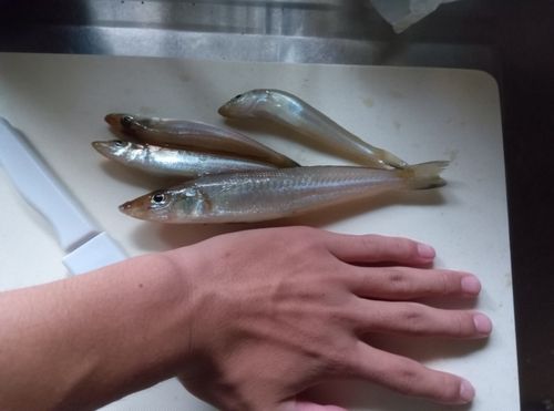 キスの釣果