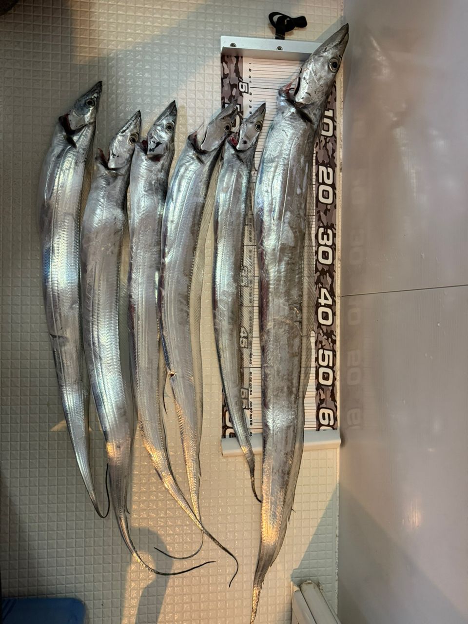 Tanackさんの釣果 2枚目の画像