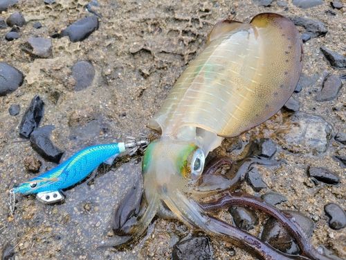 アオリイカの釣果