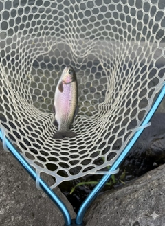 トラウトの釣果