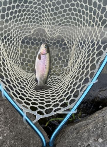 ベリーパーク in FISH ON! 王禅寺