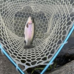 トラウト