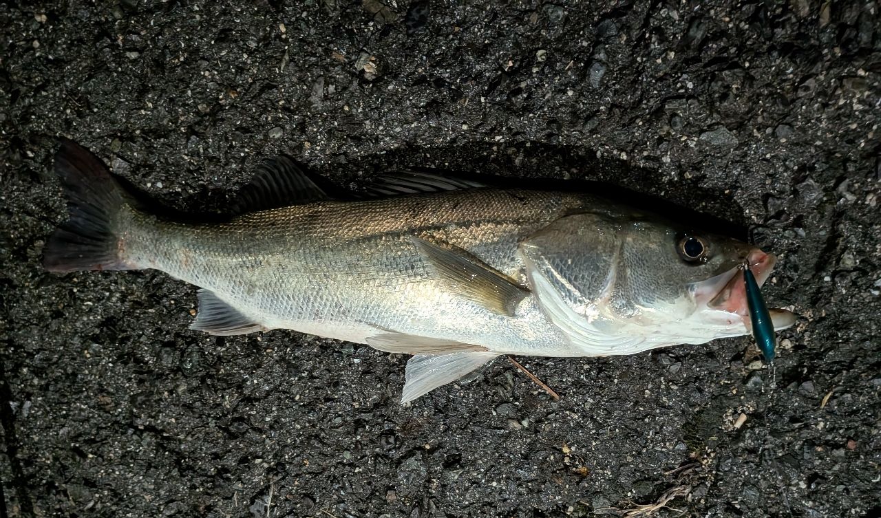 フッコ（マルスズキ）