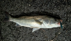フッコ（マルスズキ）の釣果