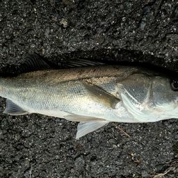 フッコ（マルスズキ）