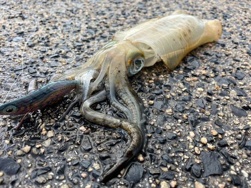 アオリイカの釣果