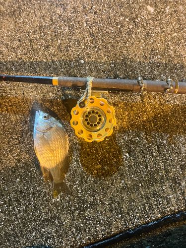 キビレの釣果
